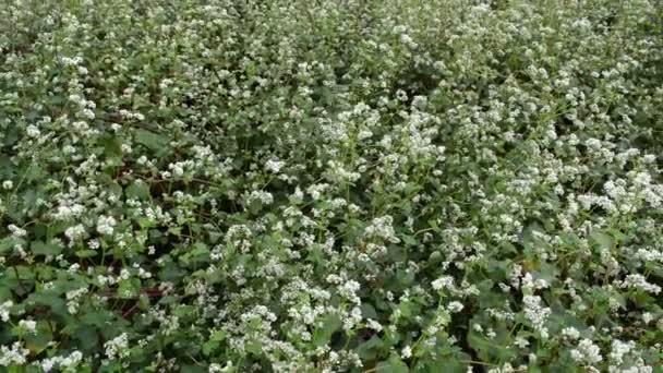 Aspecto Las Flores Trigo Sarraceno Plena Gloria — Vídeos de Stock