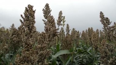 Sorgum alanı. Sorgum bitki yetiştirilen ve hayvanlar ve insanlar için gıda için kullanılan ve etanol üretimi ve biyoyakıt için