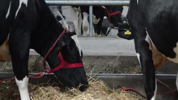 Groupe Vaches Holstein Mâcher Foin Dans Bâtiment Ferme Moderne — Video