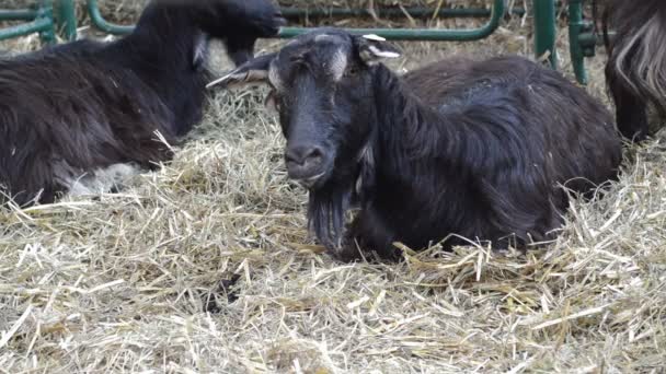 Las Cabras Yace Suelo Descansa Concepto Ganado — Vídeo de stock