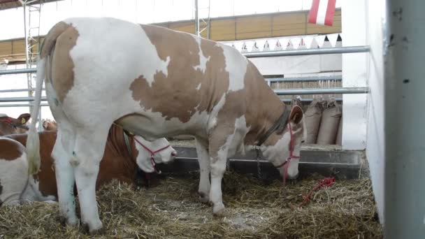 Simmental Kor Lantbruksgård Lada Boskap Koncept — Stockvideo