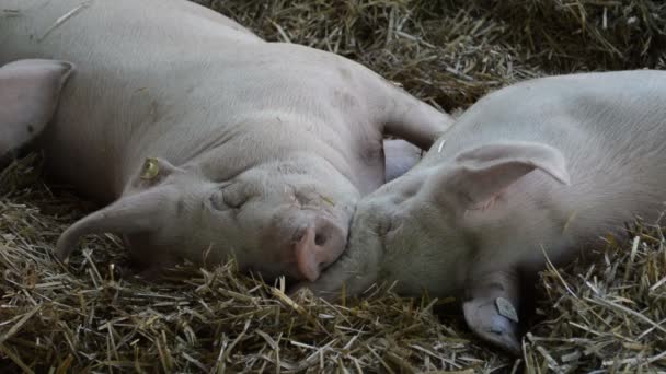 Niedliche Kleine Schweine Liegen Auf Dem Boden Aus Nächster Nähe — Stockvideo