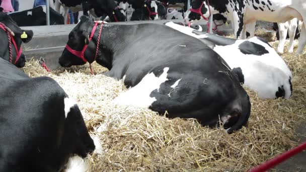 Αγελάδες Στον Αχυρώνα Έννοια Του Ζωικού Κεφαλαίου — Αρχείο Βίντεο
