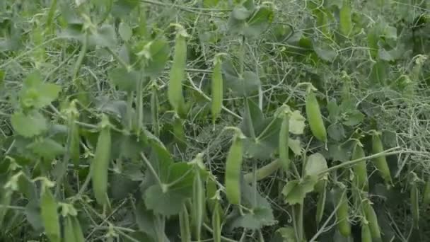 Młody Groszek Rosnący Ogrodzie Naturalne Warzywa — Wideo stockowe