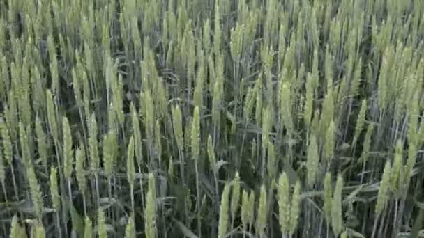 耳の最後の葉と新鮮な若い緑の小麦とフィールドの詳細 — ストック動画