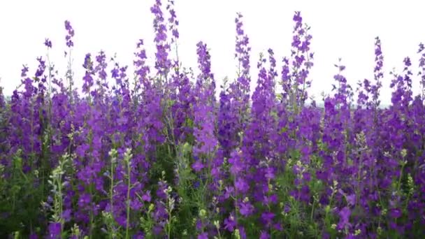 Sfondo Gruppo Fiore Viola Angelonia Vicino Dal Bellissimo Giardino Fiorito — Video Stock