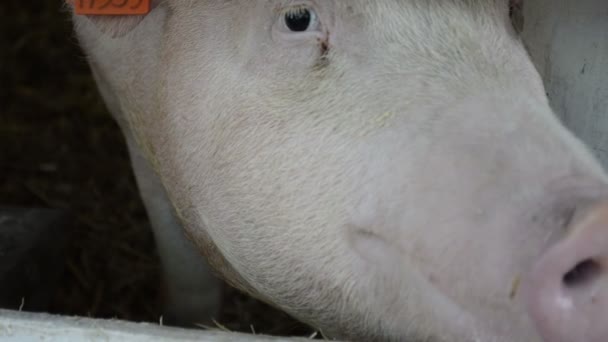 農業納屋で豚の鼻 クローズアップ 家畜と家畜の概念 — ストック動画