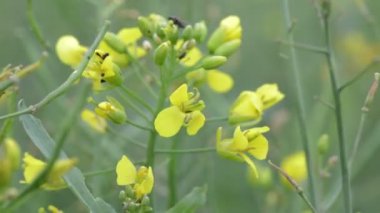 Yağlı tohum tecavüz sarı alan. Sarı çiçek tarlası