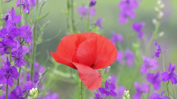 Bir Haşhaş Çiçeği Sahada Mor Angelonia Çiçek Yakından Görünümü — Stok video