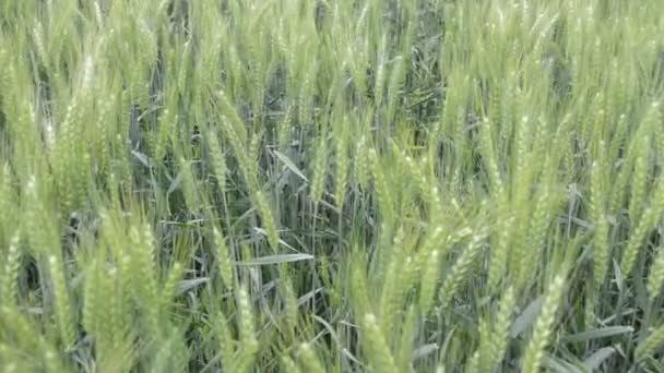 風に揺るぐ有機大麦小麦畑 シリアル付きフィールド — ストック動画
