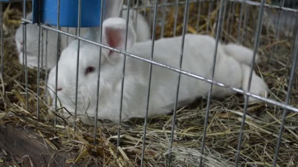 可爱的白兔最可爱和最吸引眼球的美女 — 图库视频影像