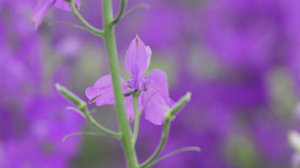 Fechar Visão Detalhada Uma Flor Angelonia Roxo Durante Início Temporada — Vídeo de Stock