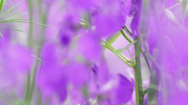 Doğa bahçesinde Mor Angelonia çiçekleri, yakın, mor Angelonia çiçek ayrıntılı görünümü, seçici odak
