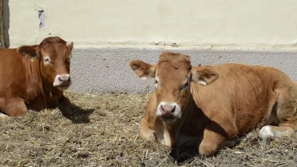 Deux Vaches Couchées Sur Sol Mâchant Extérieur Concept Bétail — Video