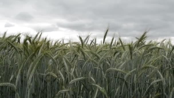 収穫の間に畑の小麦作物クローズアップ 春の風景農村風景 選択的焦点 — ストック動画