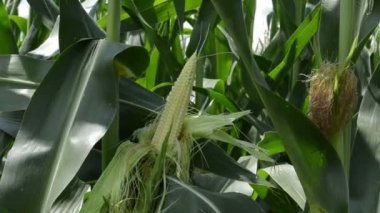 Genç yeşil mısır bitkileri alan, gıda ürünü ve biyoyakıt ürün için. Tarımsal kavram