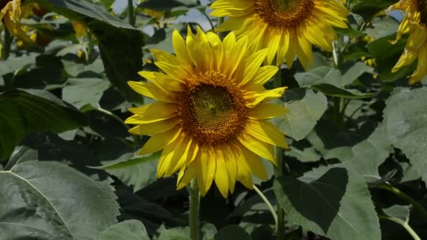 Hermoso Paisaje Con Girasoles Viento Campo Girasol — Vídeos de Stock