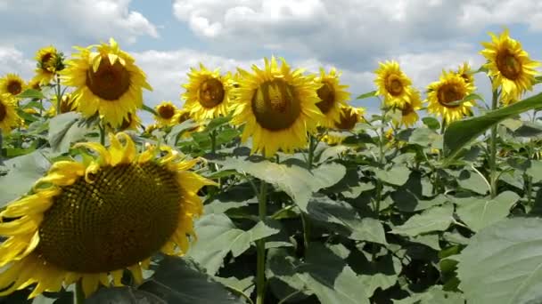 ひまわり ひまわりが咲く畑 光の光線が見事にヒマワリを通り抜ける 風が植物を揺るがす — ストック動画