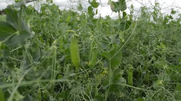Młody Groszek Rosnący Ogrodzie Naturalne Warzywa — Wideo stockowe