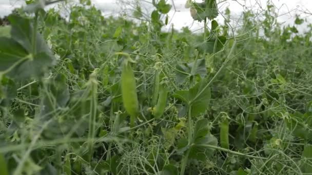 Jonge Erwten Groeien Tuin Natuurlijke Groenten — Stockvideo