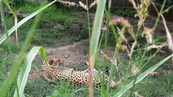 野生猎豹躺在绿草地上休息 — 图库视频影像