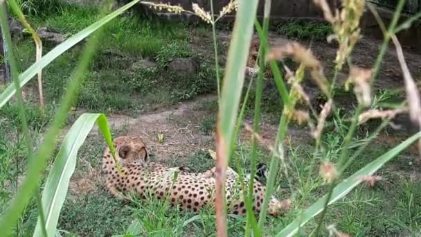 Guepardo Salvaje Acostado Descansando Sobre Hierba Verde — Vídeo de stock