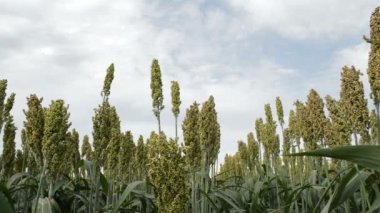 Rüzgarda savrulan sorghum tarlası, arka planda gökyüzü