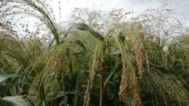 Rüzgarda ekilmiş darı, arka planda gökyüzü, kapat