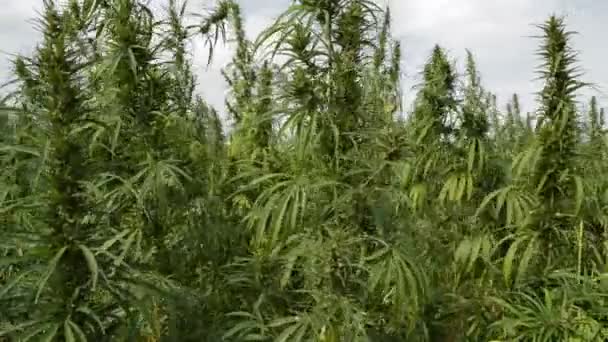 Een Veld Van Cannabis Marihuana Plant Wind — Stockvideo