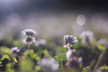 Geç öğleden sonra güneş ışığı arkadan aydınlatmalı bokeh arka plan beyaz yonca çiçek dolu yakın çekim