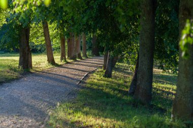 Ihlamur ağacı sokak gün güneşli yaz yol. Çim