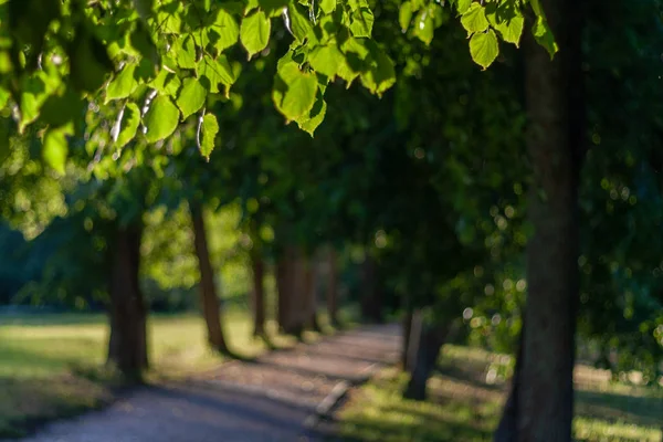 ıhlamur ağacı sokak gün güneşli yaz. Arka plan bulanıklık