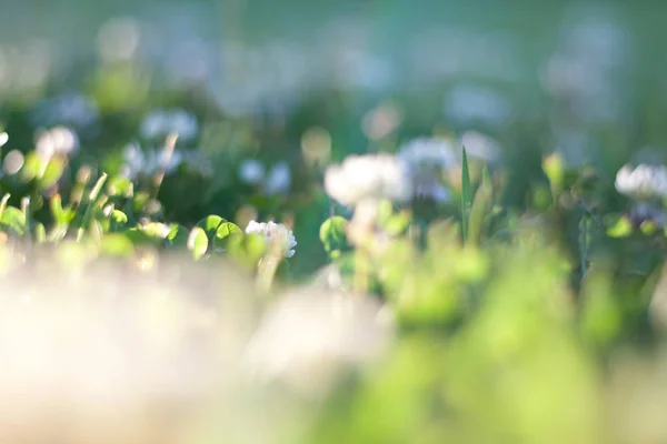 Spring or summer field of white clover flowers in late afternoon sunlight with bokeh background