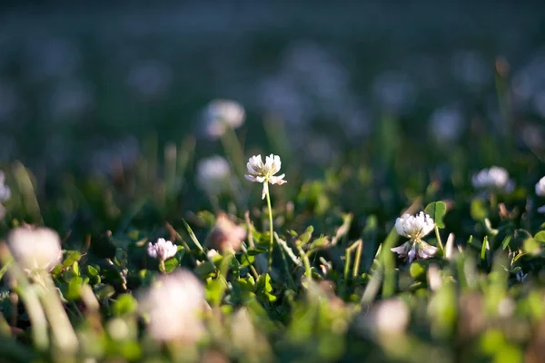 Geç öğleden sonra güneş ışığı ile bokeh arka plan beyaz yonca çiçek bahar ya da yaz alan 