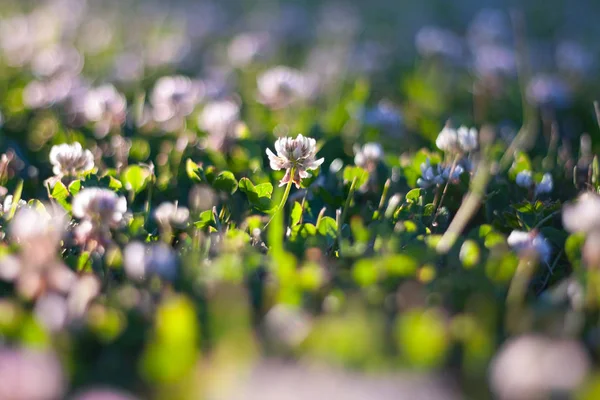 Geç öğleden sonra güneş ışığı ile bokeh arka plan beyaz yonca çiçek bahar ya da yaz alan 