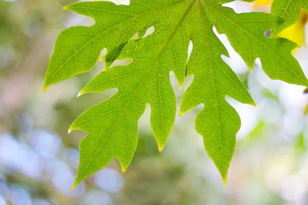 Bulanık arka plan bokeh yaz güneş ışığı altında ile papaya yakın çekim yaprak yeşil