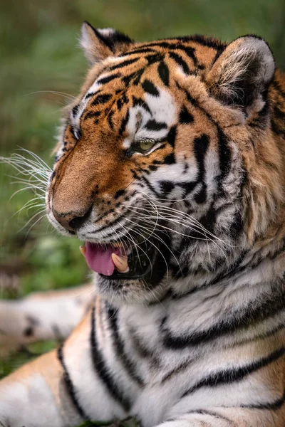 Siberian Tiger Close Image Siberian Tiger Panthera Tigris Altaica Also — Stock Photo, Image