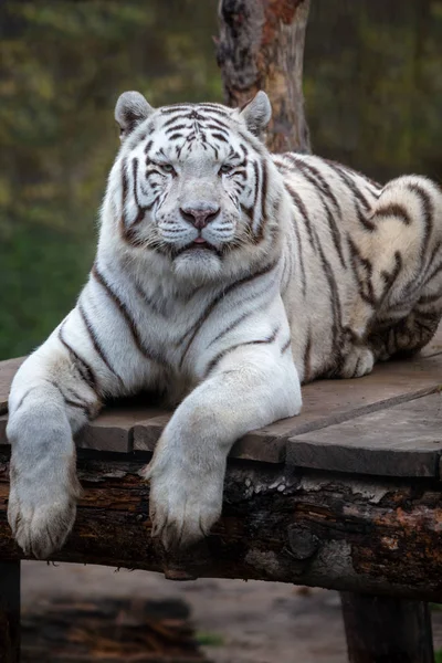 Tigre Branco Imagem Perto Tigre Branco Tigris Tigris Panthera Deitado — Fotografia de Stock