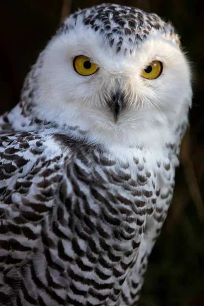 Snowy Owl. Close up portrait image of Snowy owl on the dark background.