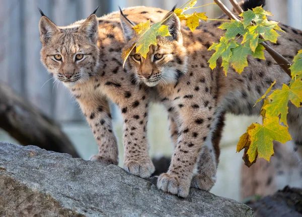 Eurasian Lynx Portrait Couple Young Eurasian Lynx Cubs Standing Rock — Stock Photo, Image