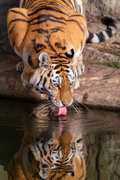 シベリアの虎です アムール虎の飲料水と水の中の虎の反射をまた知られている アムールトラ アムールトラのイメージ アップします — ストック写真