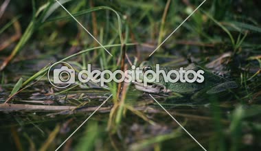 A bir kurbağa oturur bataklık kadar yakın