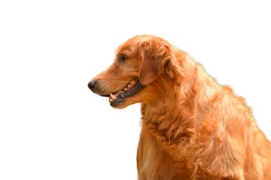 safkan golden retriever köpek izole beyaz zemin üzerine oturan.