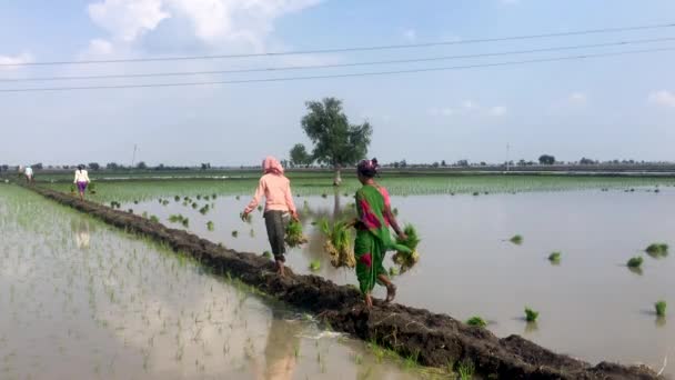 Los Agricultores Van Casa Después Completar Trabajo Las Tierras Cultivo — Vídeos de Stock