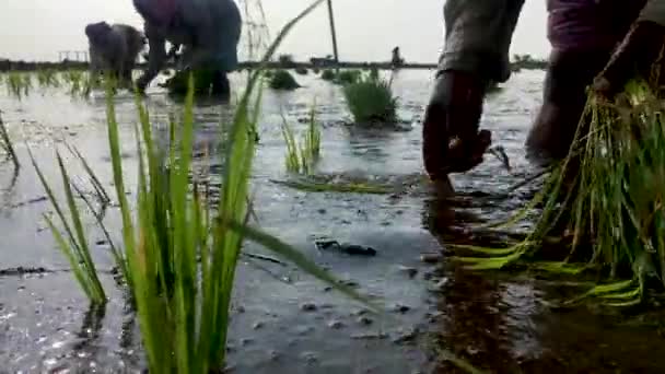 Kadın Dolu Dolu Tarım Arazisi Içinde Paddy Fidan Dikim Meşgul — Stok video