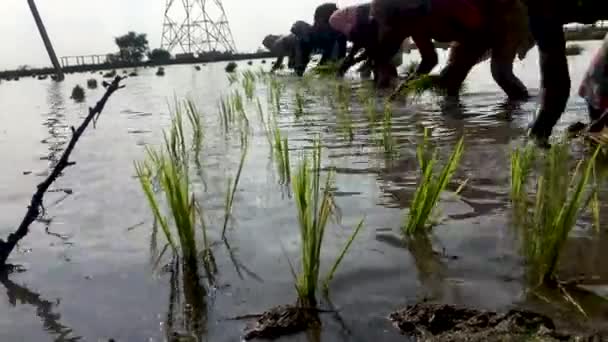 Frau Pflanzt Reisbäumchen Auf Dem Ackerland Das Sich Mit Wasser — Stockvideo