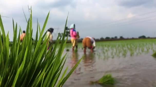 Mulheres Ocupadas Plantio Mudas Paddy Índia — Vídeo de Stock