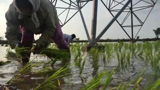 Close Kvinder Travlt Med Plante Uafskallede Frøplanter Indien – Stock-video