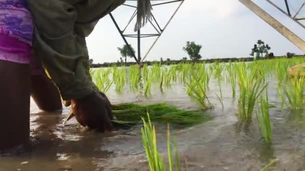 Vrouwen Bezig Aanplant Padie Zaailingen India Close — Stockvideo