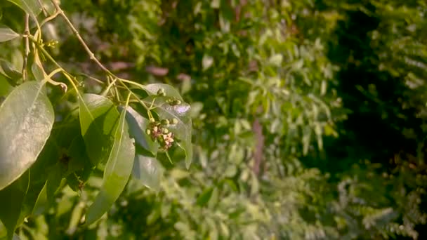 Siyah Neem Ağacı Park Nedeniyle Kendi Dallarında Rüzgar Için Salladı — Stok video